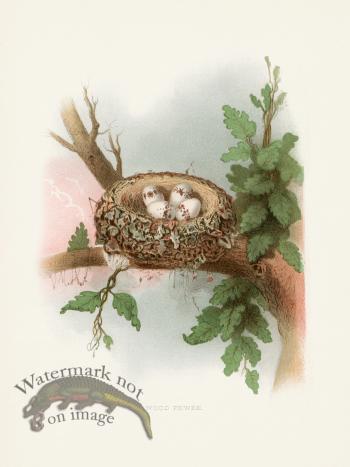 Thomas Gentry Bird 52